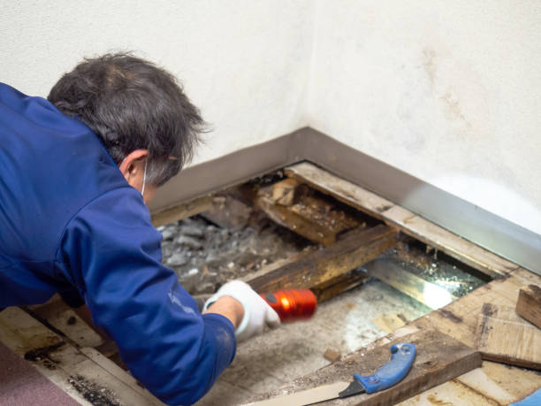 Best Office Mold Removal Services  in Syracuse, UT