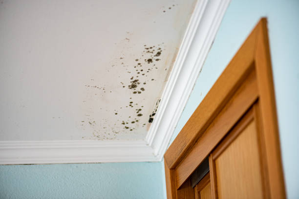Best Commercial Mold Removal  in Syracuse, UT