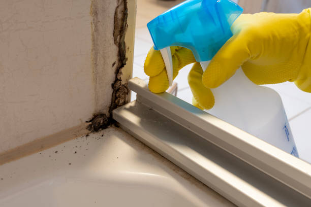 Best Emergency Mold Removal  in Syracuse, UT