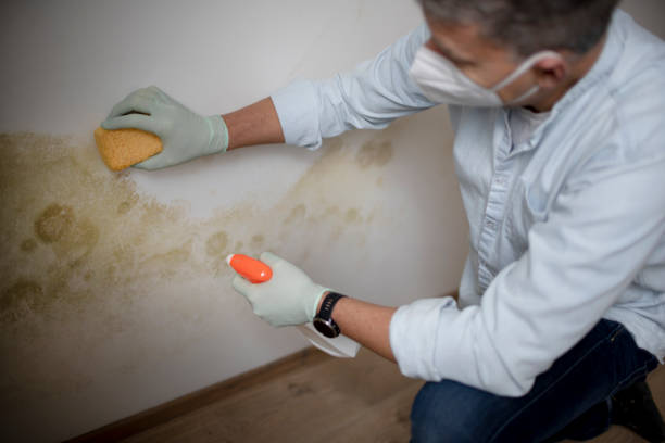 Best Mold Cleaning Services  in Syracuse, UT