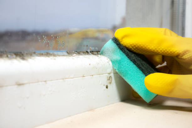 Syracuse, UT Mold Removal Company