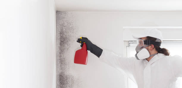 Mold Removal and Inspection in Syracuse, UT
