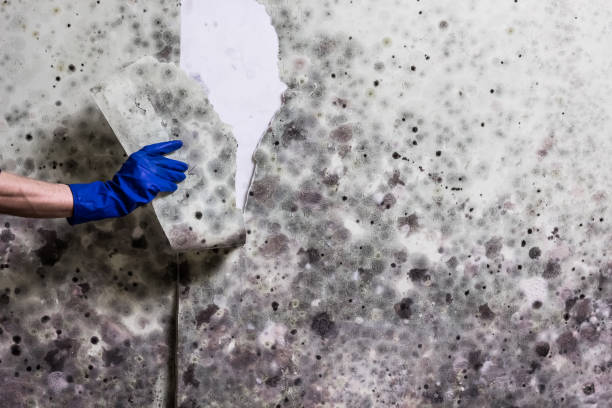 Best Mold Damage Repair  in Syracuse, UT