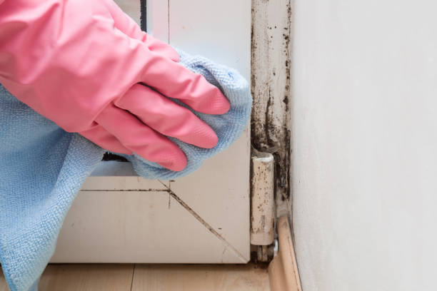Best Certified Mold Removal  in Syracuse, UT